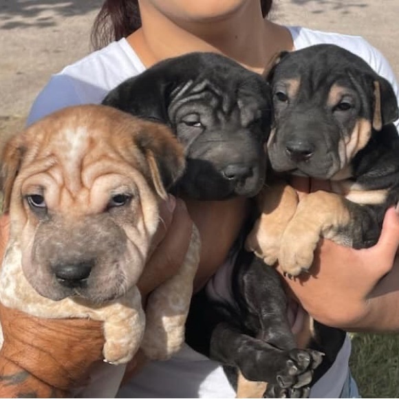 My Kids are Big Boys Now! - Picture 2 of 4